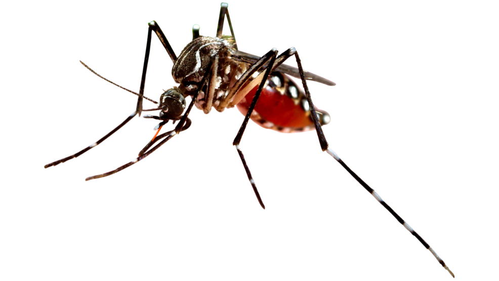 Flying Mosquito
